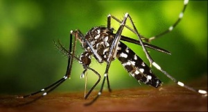 Dinkes Kota Tanjungpinang Himbau Masyarakat Waspadai Virus Zika
