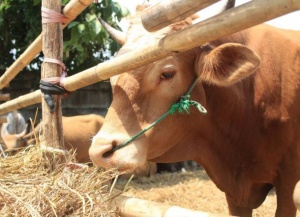 Jokowi Kurban Sapi 1 Ton untuk Warga Kulonprogo