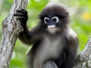 Di Natuna, Hewan langkah ini belum dilindungi oleh Hukum