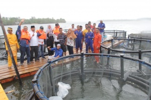Anggota Komisi IV Ikut Budidaya Ikan Kakap