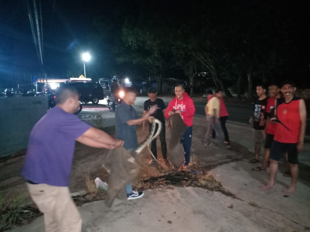 Pengunjung Kedai Kopi Umega Ramai-ramai Tangkap Ular Python