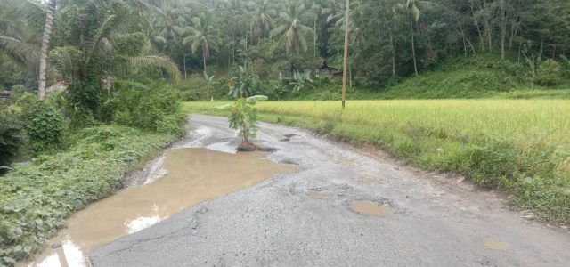 Jalan Provinsi Minim Respon, Warga Nagari Atar Lakukan Aksi Tanam Pohon Pisang di Tengah Jalan