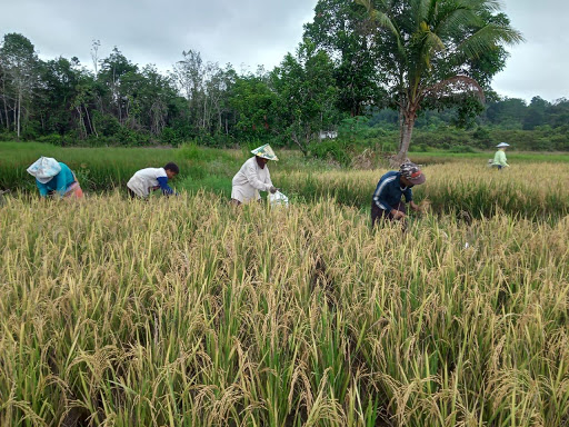 Sektor Pertanian di Natuna