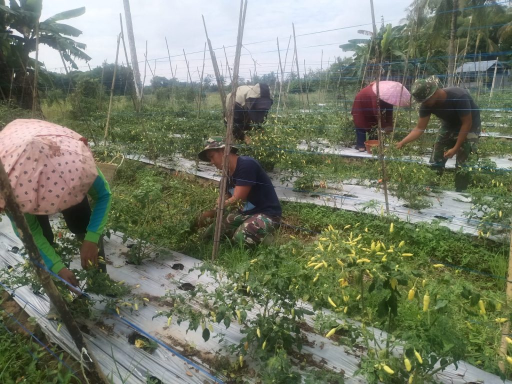 Satgas TMMD Kodim HST Luangkan Waktu dengan Membantu Panen Cabai