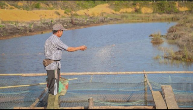 Minat Tinggi, BBI Lingga Mulai Lirik Penyediaan Benih Ikan Laut