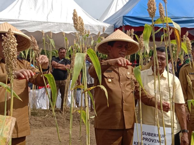 Panen Sorgum, Ansar Punya Harapan Kepri Tak Tergantung Provinsi Lain Lagi