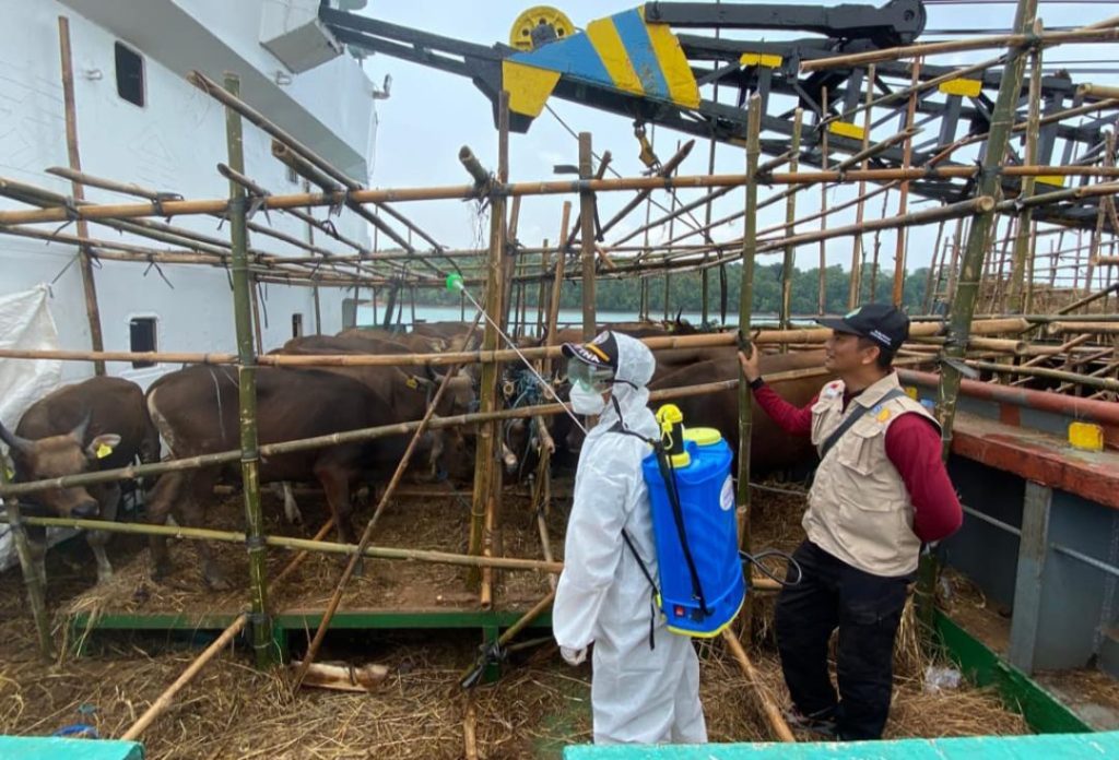 524 Sapi Asal NTT Masuk Tanjungpinang, Satu Mati Diperjalanan