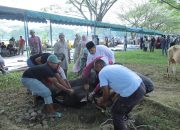 Idul Adha 1444 H, Pemkab Asahan Sembelih 125 Hewan Qurban