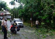 Pohon Tumbang di Jalan Damai Tanjungpinang Timpa Mobil