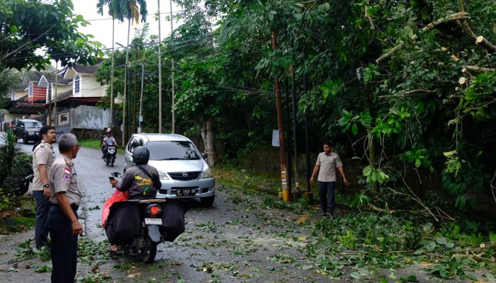 Pohon Tumbang di Jalan Damai Tanjungpinang Timpa Mobil