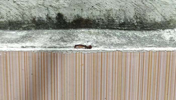 Hama Ulat Bulu Serang SMPN 1 Tanjunpinang, BPBD Langsung Bertindak