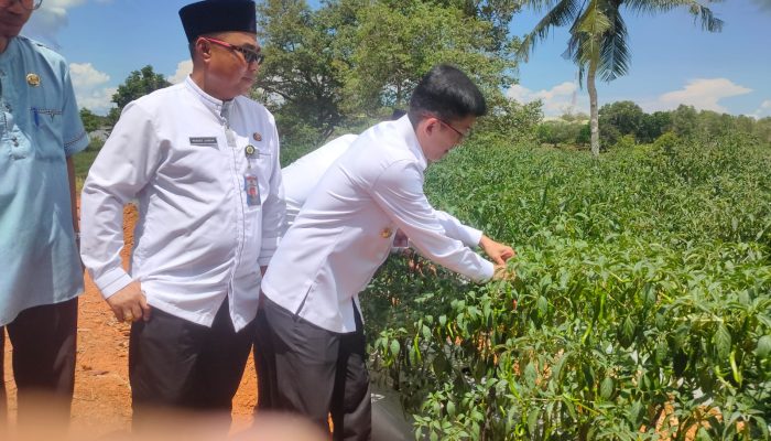 Hasan Ikut Panen Cabai Serentak Bersama 9 Kelompok Tani