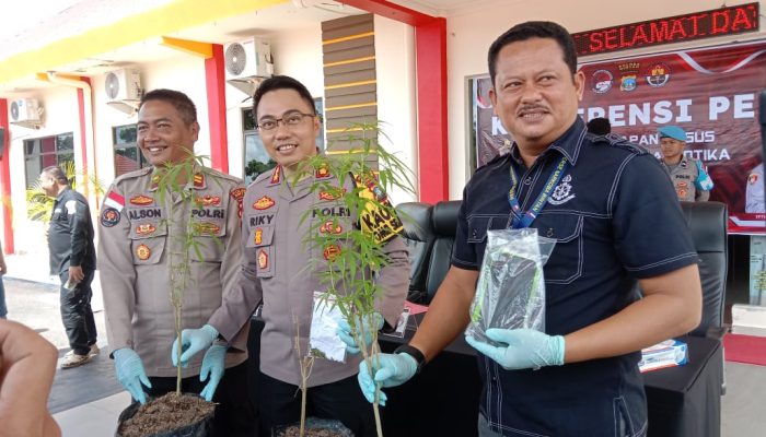 Polisi Tangkap Warga Tanjungpinang yang Menanam Ganja di Bintan