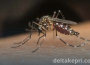 Warga Bintan Diserang DBD, Dinas Kesehatan Himbau Terapkan Langkah 3 M Plus
