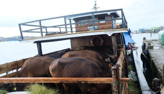 Karantina Masih Periksa Dokumen Sapi Asal Jambi Masuk Tanjungpinang