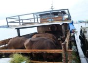 Sapi Asal Jambi Tidak Diizinkan Masuk Tanjungpinang, Ini Sebabnya