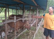 Warga Mulai Buru Hewan Kurban di Tanjungpinang
