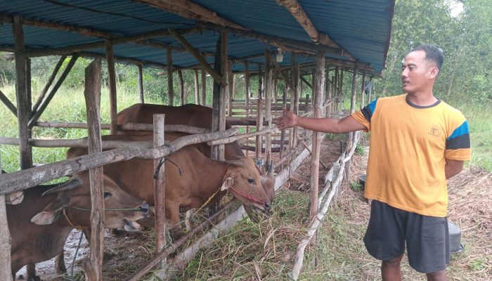 Warga Mulai Buru Hewan Kurban di Tanjungpinang