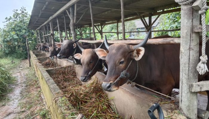 Peternak Sapi Mengeluh Karena Minat Pembeli Berkurang Jelang Idul Adha