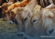 Tidak Ada Dokumen Resmi, 20 Sapi Asal Jambi Akan Dipulangkan