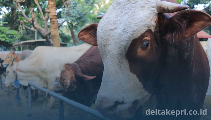 Pemko Tanjungpinang Klaim Stok Sapi Cukup Untuk Lebaran Idul Adha