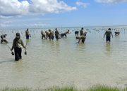 PLN Tanjungpinang dan DLH Kepri Tanam 1.000 Mangrove di Bintan