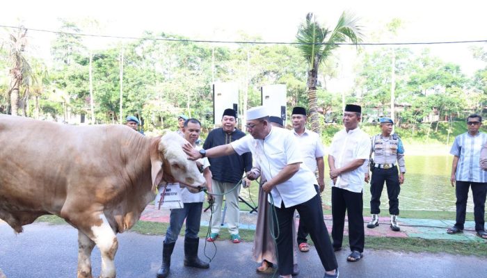 Idul Adha 2024, Jajaran Polda Kepri Sembelih 65 Ekor Sapi dan 36 Ekor Kambing