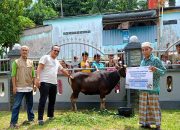 Maknai Momen Idul Adha 1445 Hijriah, Pelindo Salurkan 201 Ekor Sapi Kurban