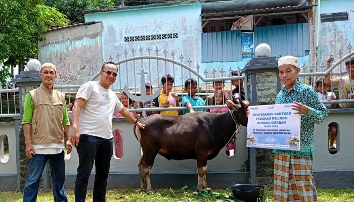 Maknai Momen Idul Adha 1445 Hijriah, Pelindo Salurkan 201 Ekor Sapi Kurban