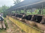 Poktan di Bintan Terima Bantuan Belasan Ekor Sapi Bali dan 746 Ayam Buras