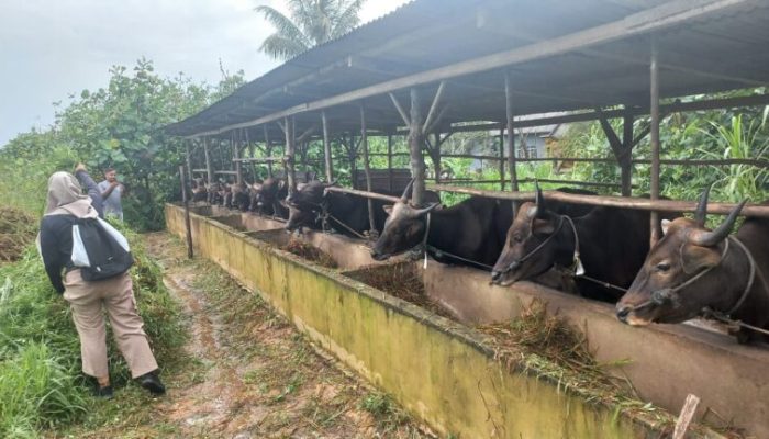 Poktan di Bintan Terima Bantuan Belasan Ekor Sapi Bali dan 746 Ayam Buras