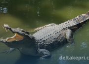 Nelayan Tanjung Unggat Diterkam Buaya