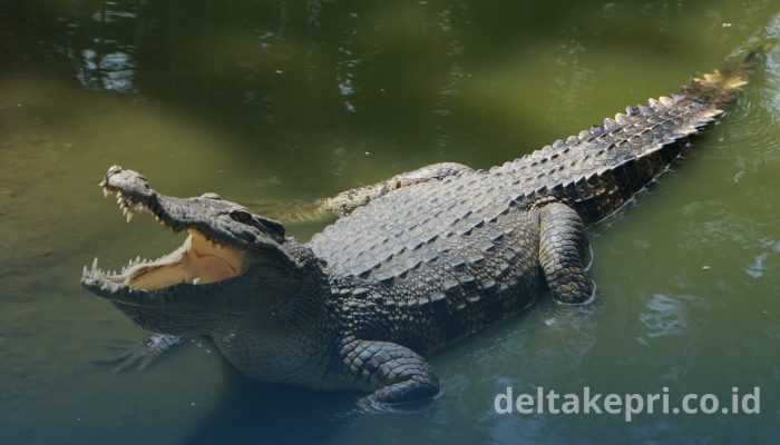 Nelayan Tanjung Unggat Diterkam Buaya