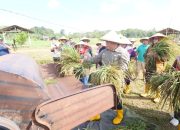 Seluas 13 Hektar, Padi Nutrisi yang Ditanam Roby Bersama Petani Berhasil Dipanen