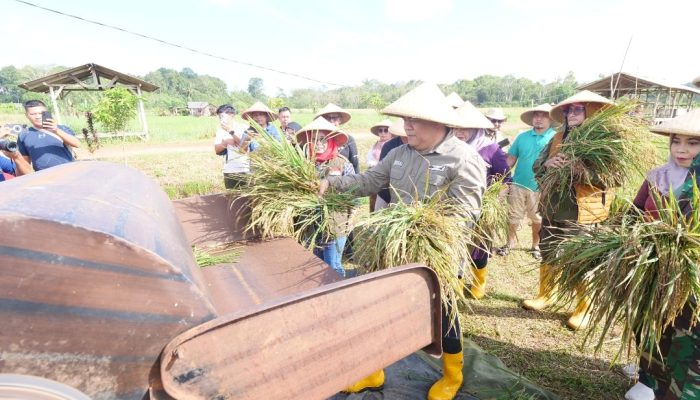 Seluas 13 Hektar, Padi Nutrisi yang Ditanam Roby Bersama Petani Berhasil Dipanen