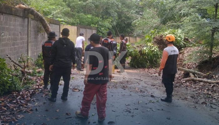 BPBD Ungkap 12 Titik Pohon Tumbang Akibat Hujan Disertai Angin Kencang