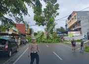 Seorang Pengendara Motor Dilarikan ke Rumah Sakit Akibat Tertimpa Pohon