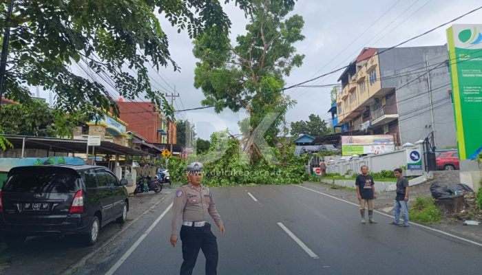 Seorang Pengendara Motor Dilarikan ke Rumah Sakit Akibat Tertimpa Pohon