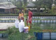 Tiap Tahun Pemkab Anggarkan Rp2 Miliar untuk Kelompok Peternak di Bintan
