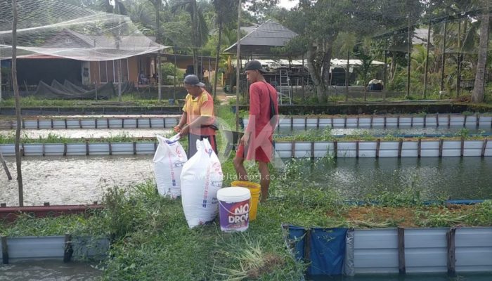 Tiap Tahun Pemkab Anggarkan Rp2 Miliar untuk Kelompok Peternak di Bintan