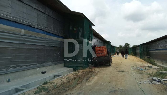 Batal Dirikan Rumah Pemotongan Ayam, PT Japfa Kini Bangun Kandang Ayam