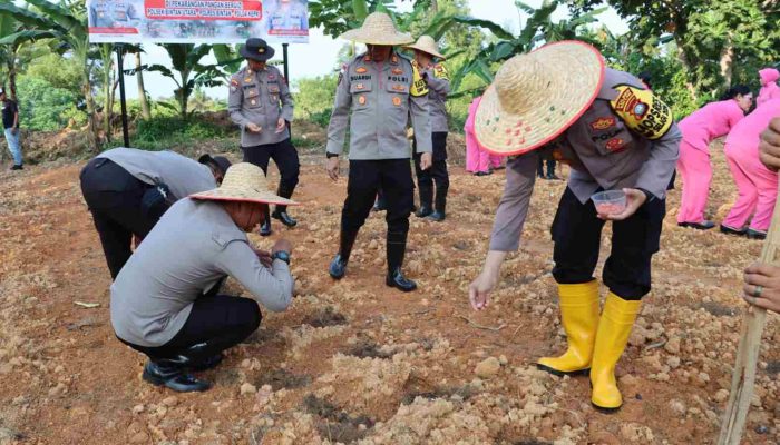 Polsek Bintan Utara Tanam 2.000 Bibit Jagung Untuk Program Asta Cita