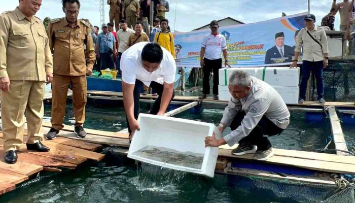 Roby Serahkan 40 Ribu Ekor Benih Kerapu Cantang dan 1.500 Teripang di Mantang