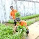 Rutan Panen Kangkung, Hasilkan 100 Kg dari Lahan Kosong