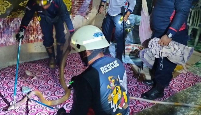 Damkar Tangkap King Cobra Kemerahan dari Rumah Warga