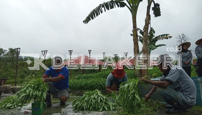 Lapas Kelas IIA Tanjungpinang Panen Sayur Hortikultura