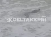 Buaya Muncul di Pantai Hotel Bintan Pearl Beach Resort dekat dengan Trikora