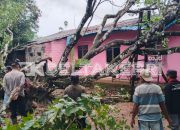 Rumah Saifullah Warga Gunung Lengkuas Tertimpa Pohon Tumbang
