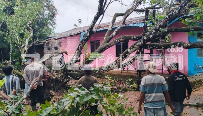 Rumah Saifullah Warga Gunung Lengkuas Tertimpa Pohon Tumbang