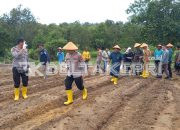 Program Asta Cita, Polresta Ikut Tanam Jagung Serentak 1 Juta Hektare